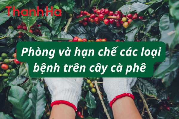 Phòng và hạn chế các loại bệnh trên cây cà phê
