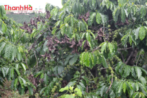 Các loại bệnh trên cây cà phê