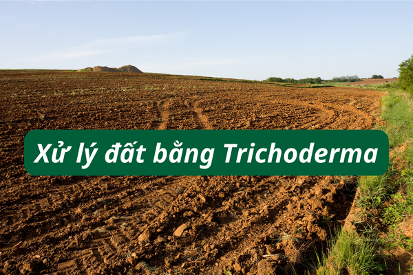 Xử lý đất bằng Trichoderma